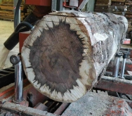 BH Sassafras Log with Borers