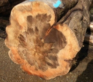 BH Sassafras Log