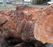 Burled Myrtle Log