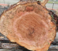 End of Myrtle log